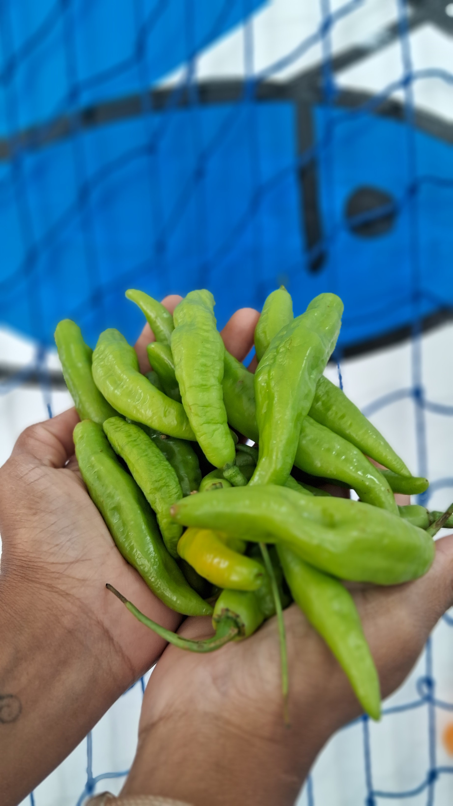 Pimenta de cheiro (200g)