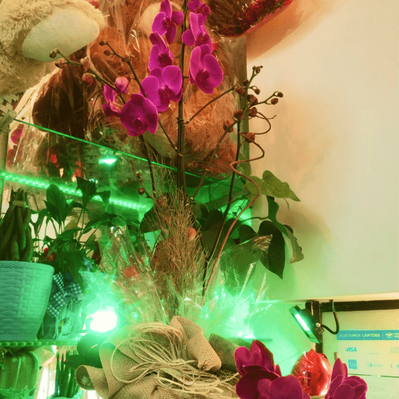  Orquídea gigante (consultar se disponível)
