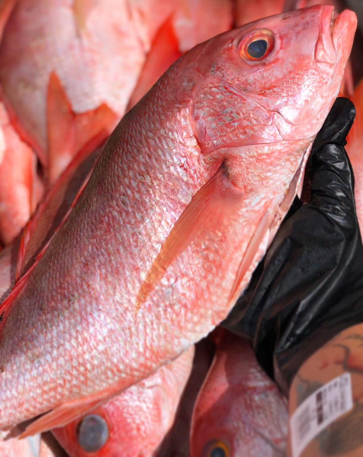 Pargo (1kg).