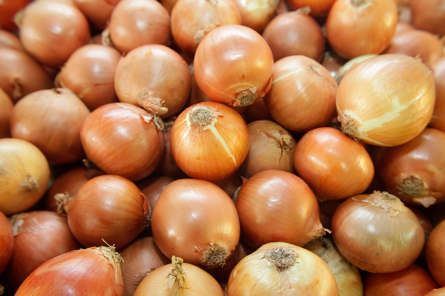 CEBOLA MEDIA LEGUMES