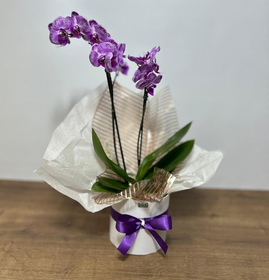 BOX DE ORQUÍDEA 