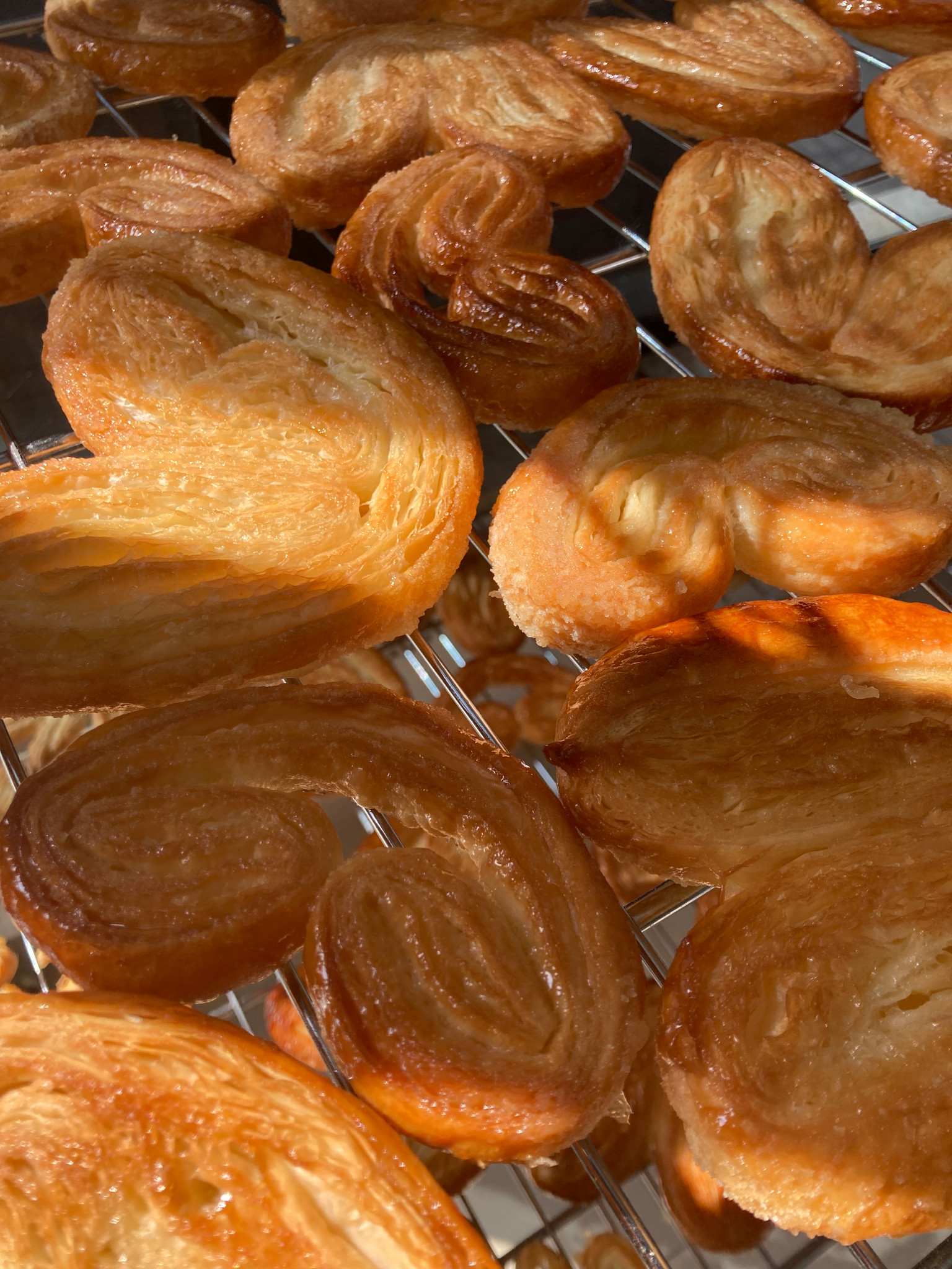 Palmier 1un