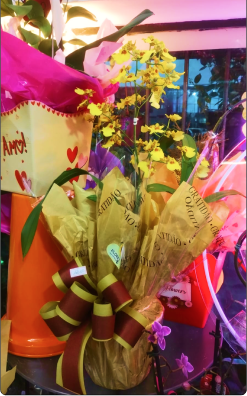  Orquídea Chuva de Ouro em vaso (consultar se disponível)