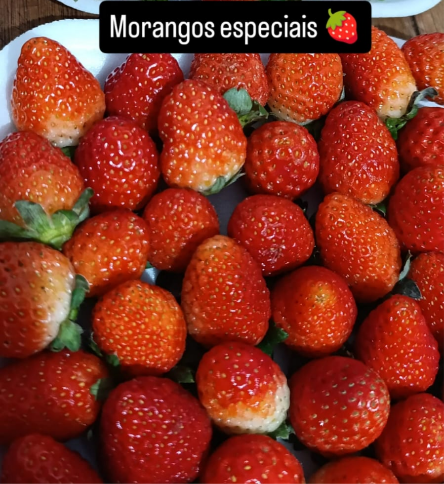 MORANGO NATAL ESPECIAL