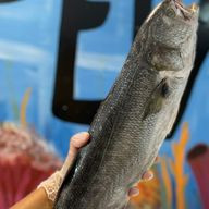 Anchova GG