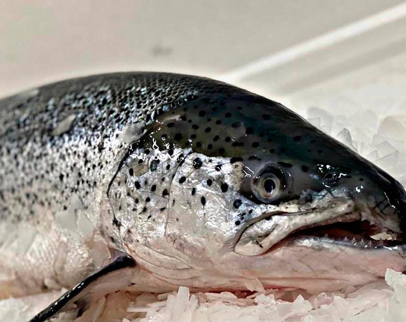 Salmão (Peça Inteira aprox. 5kg)-Kg 