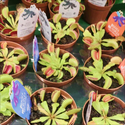 Planta Carnívora (consultar se disponível)