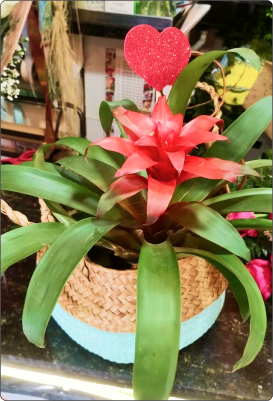 Bromélia pequena em vaso (consultar disponibilidade)