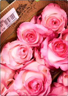 Rosa Cor de Rosa em galho sem decorar  (consultar se disponível)