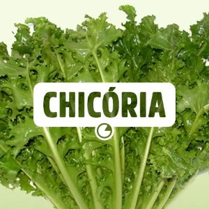 CHICORIA