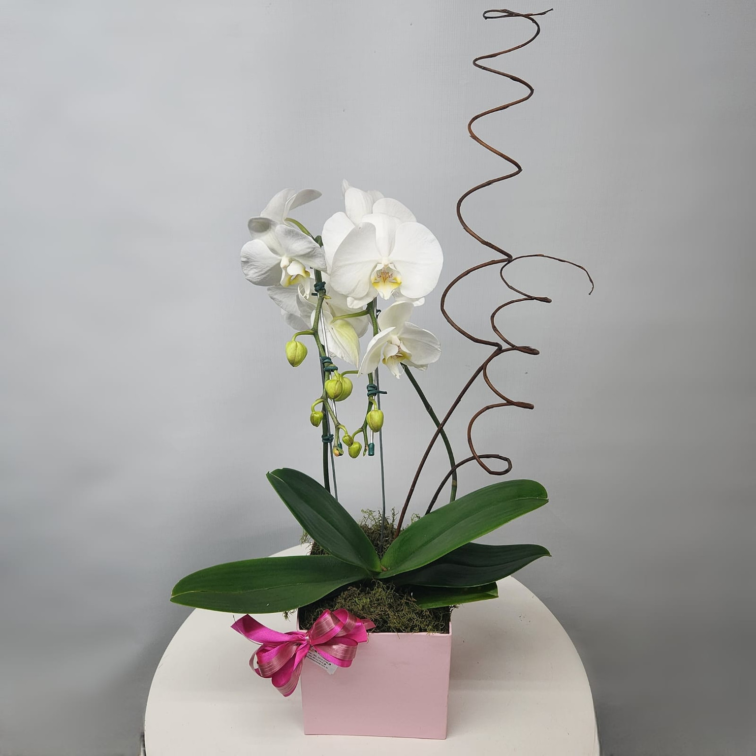ORQUÍDEA BRANCA - G