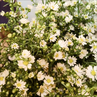 Aster Branca em galho sem decorar (Consultar disponibilidade)