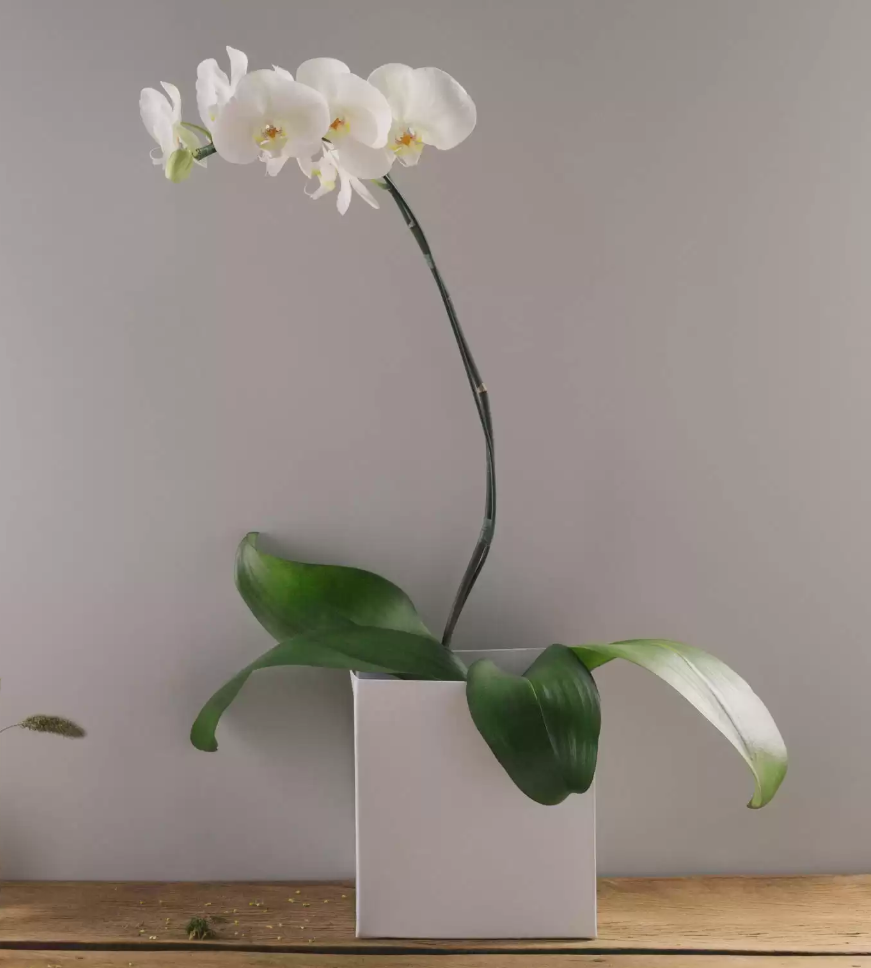 Orquídea Phalaenópsis Branca Plantada 