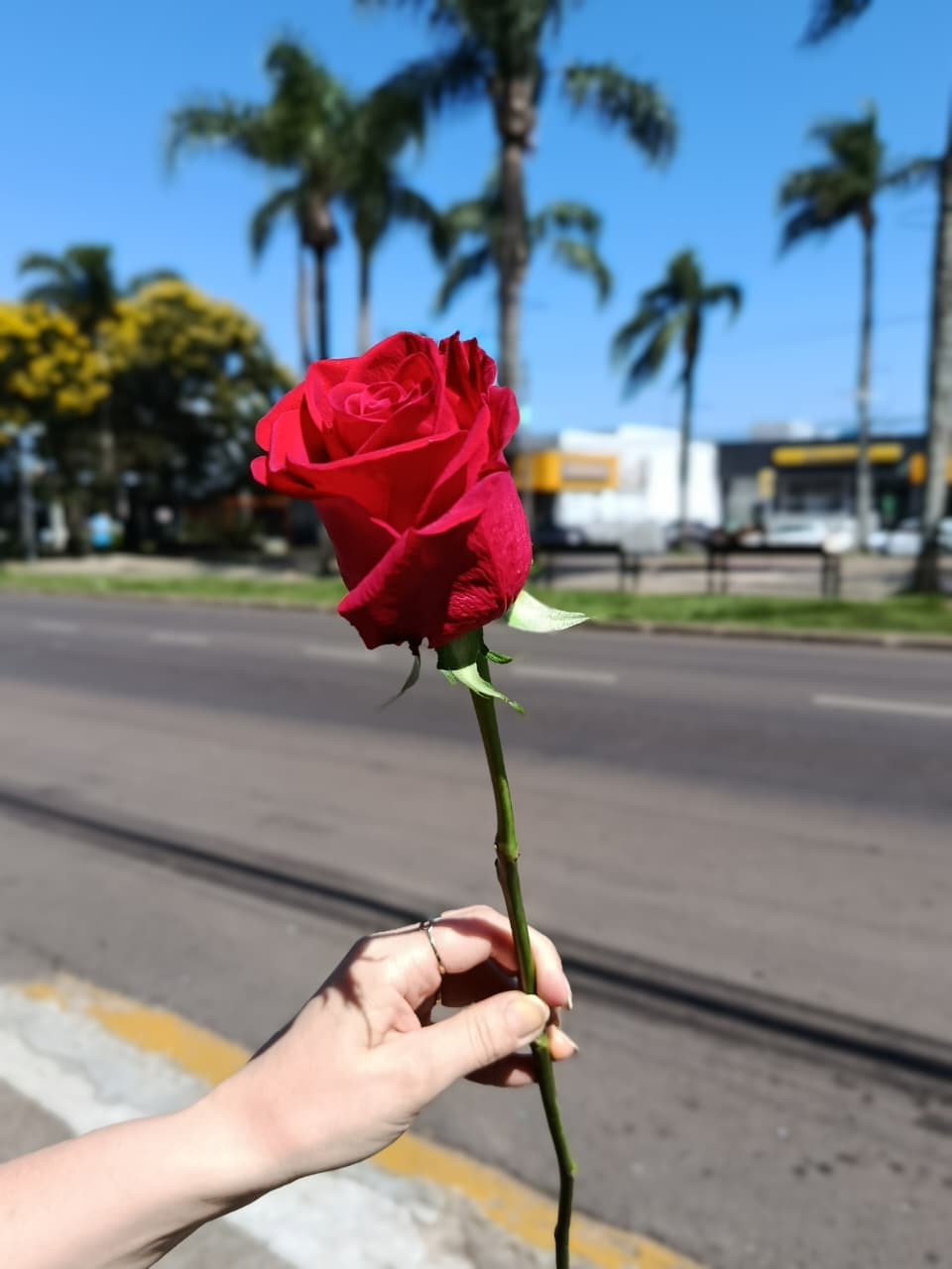 1 UNIDADE DE ROSA VERMELHA