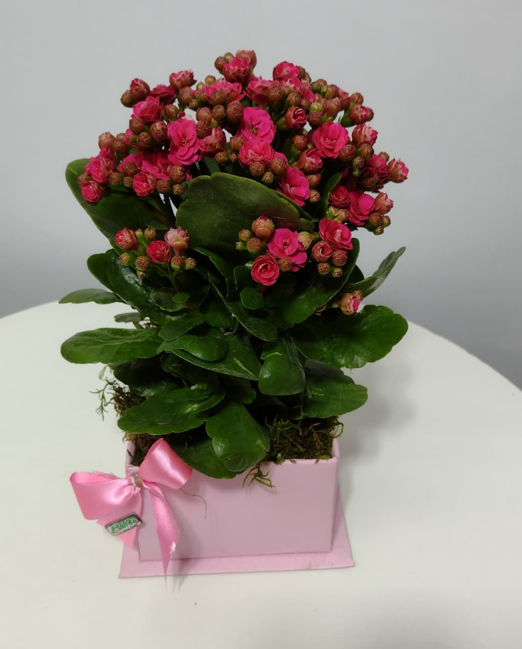 kalanchoe 