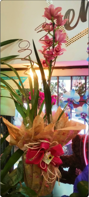  Orquídea Cymbidium em vaso (consultar se disponível)
