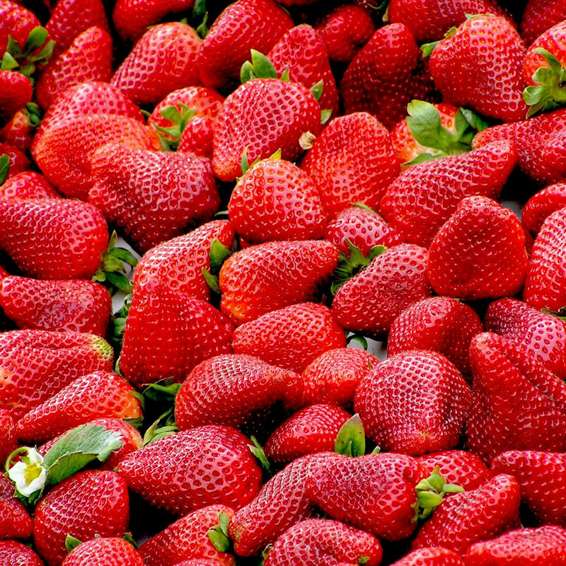 MORANGO