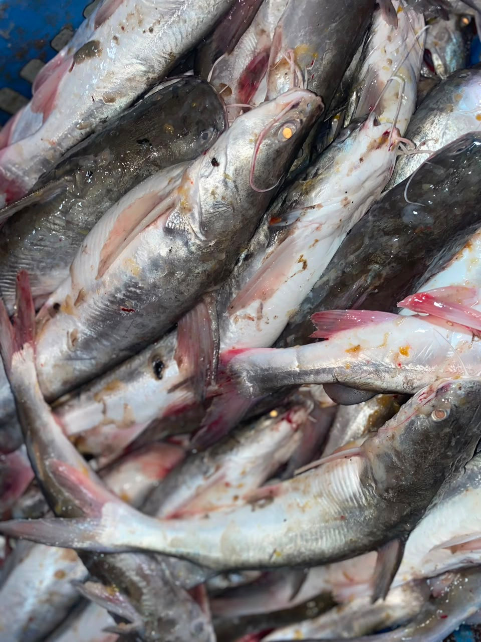 Uritinga (1kg) 