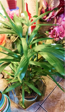 Palmeira Rafia grande (consultar se disponível)