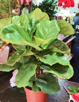 Ficus Lyrata pequeno (consultar se disponível)  