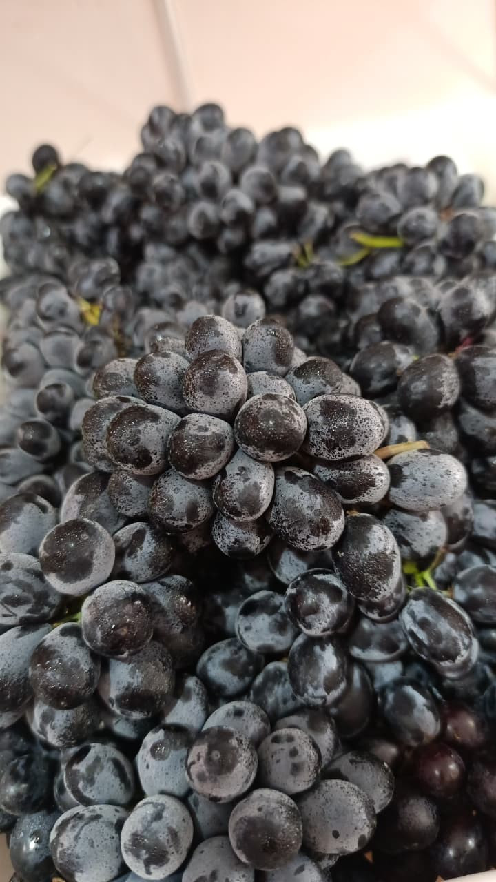 UVA ROXA SEM SEMENTE KG