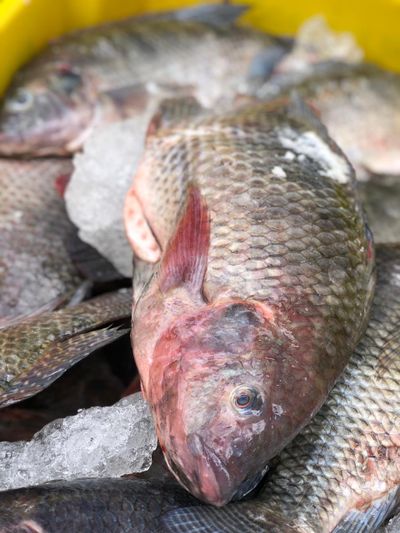 Tilápia (1kg)