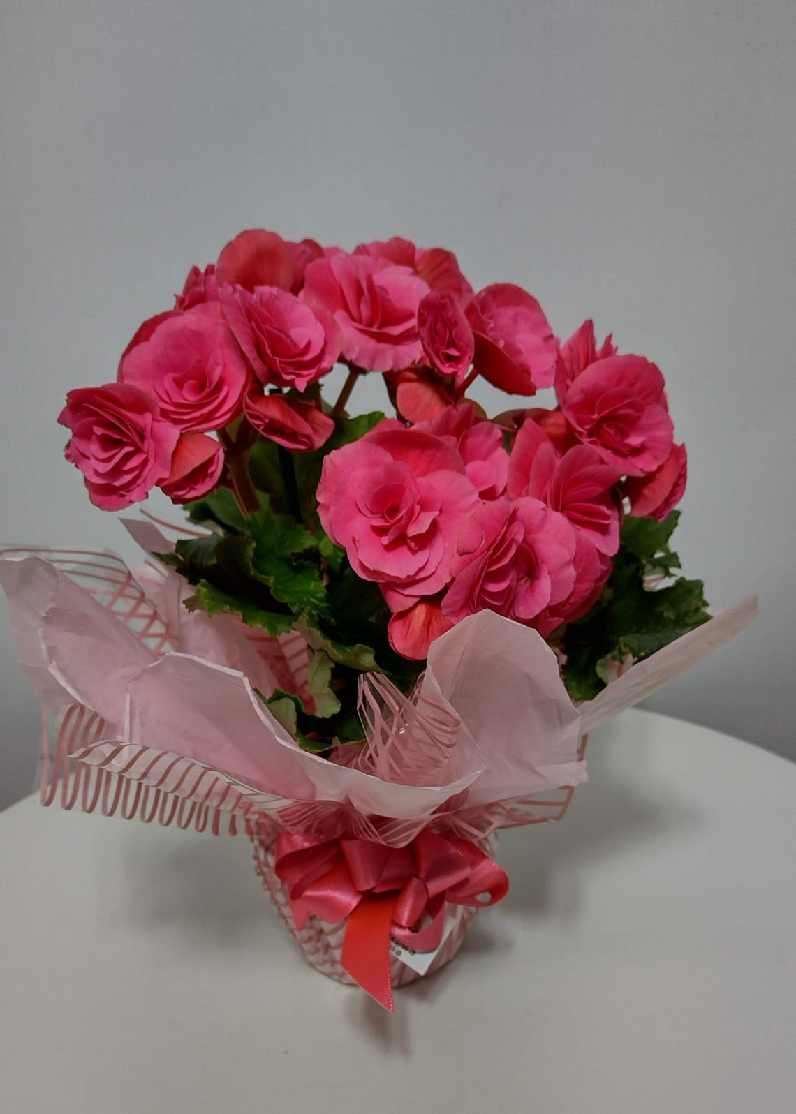 BEGONIA POTE 11