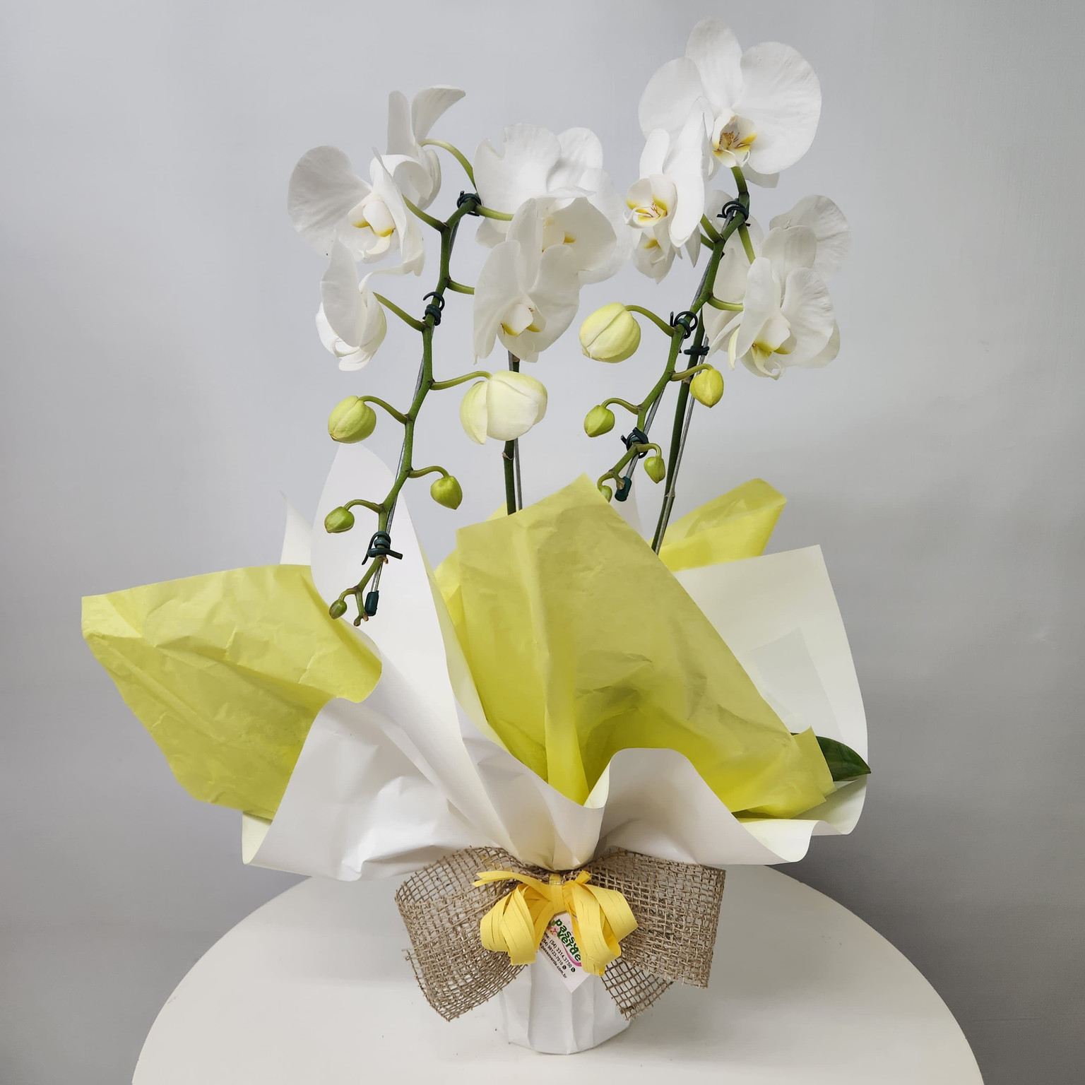 ORQUÍDEA BRANCA - G