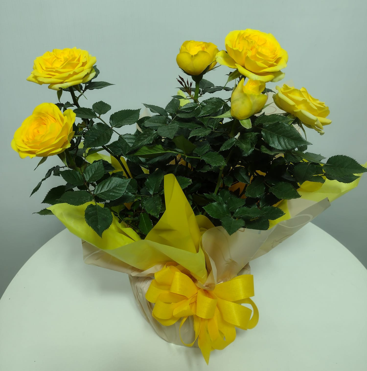 ROSEIRA POTE 15