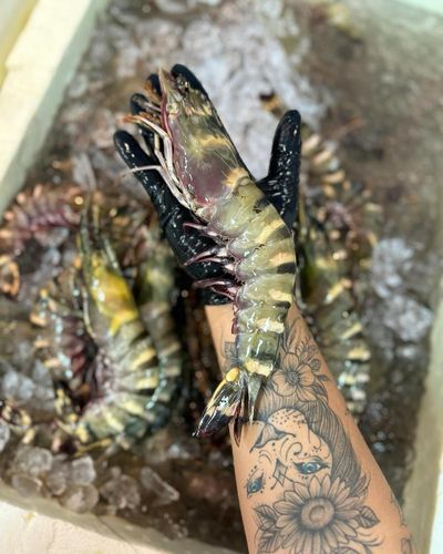 Camarão tigre (1kg)