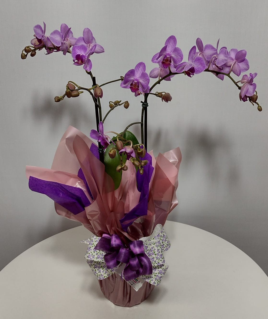 ORQUIDEA POTE 12