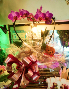  Orquídea Coração em vaso + Ferrero Rocher + Ursinho Pelúcia chaveiro (consultar se disponível)