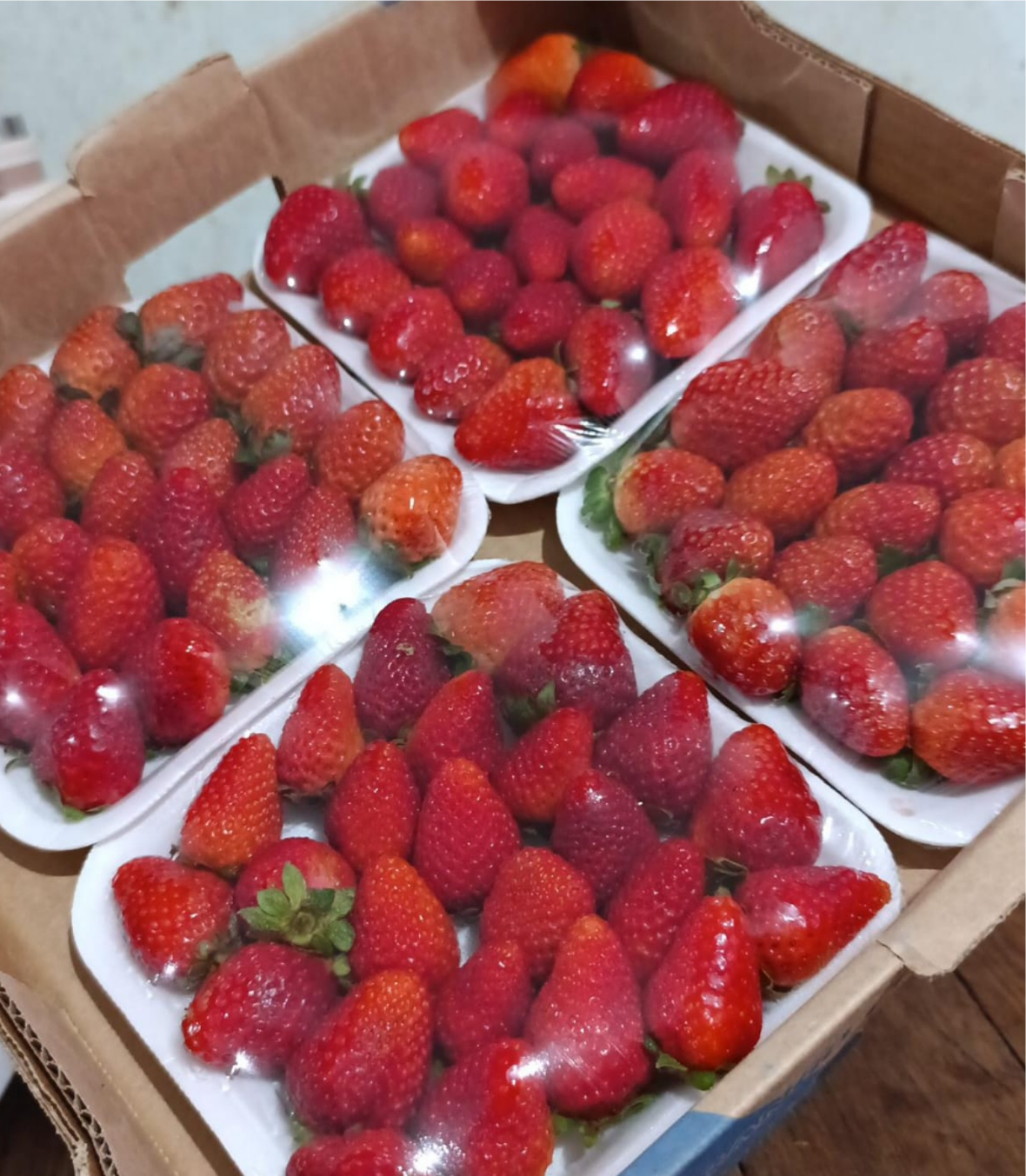MORANGO NATAL PREMIUM CX 4 BANDEJAS