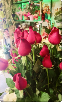 Rosa Nacional Vermelha em galho sem decorar