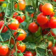 AD TOMATE CEREJA
