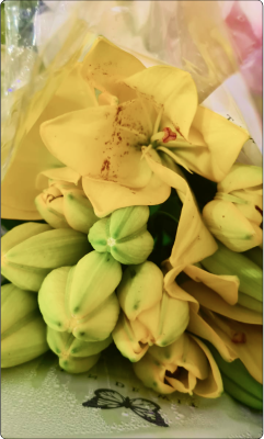 Lírio Amarelo em galho sem decorar
