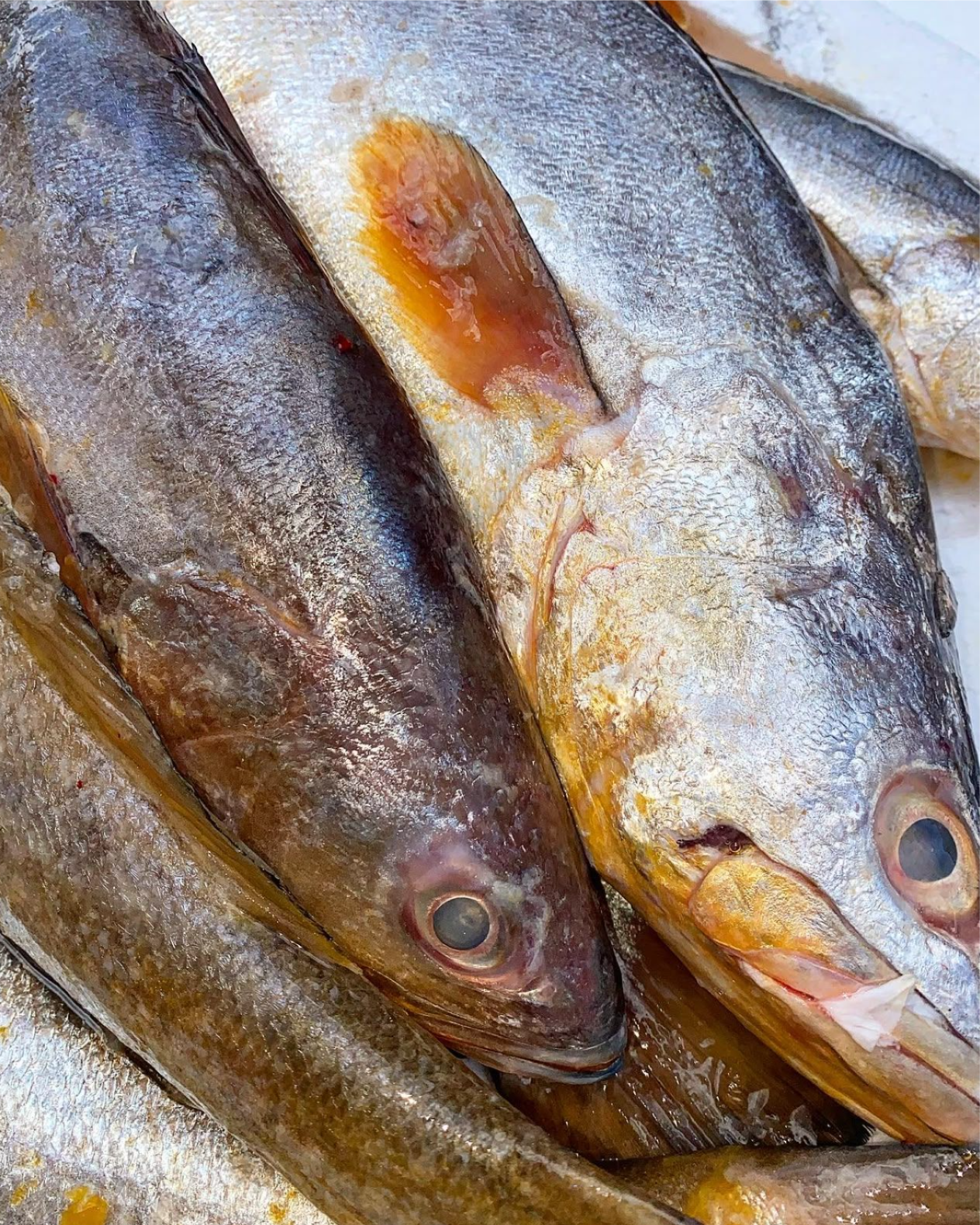 Corvina (1kg)