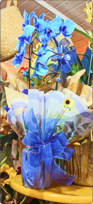  Orquídea Azul grande em vaso  (consultar se disponível)