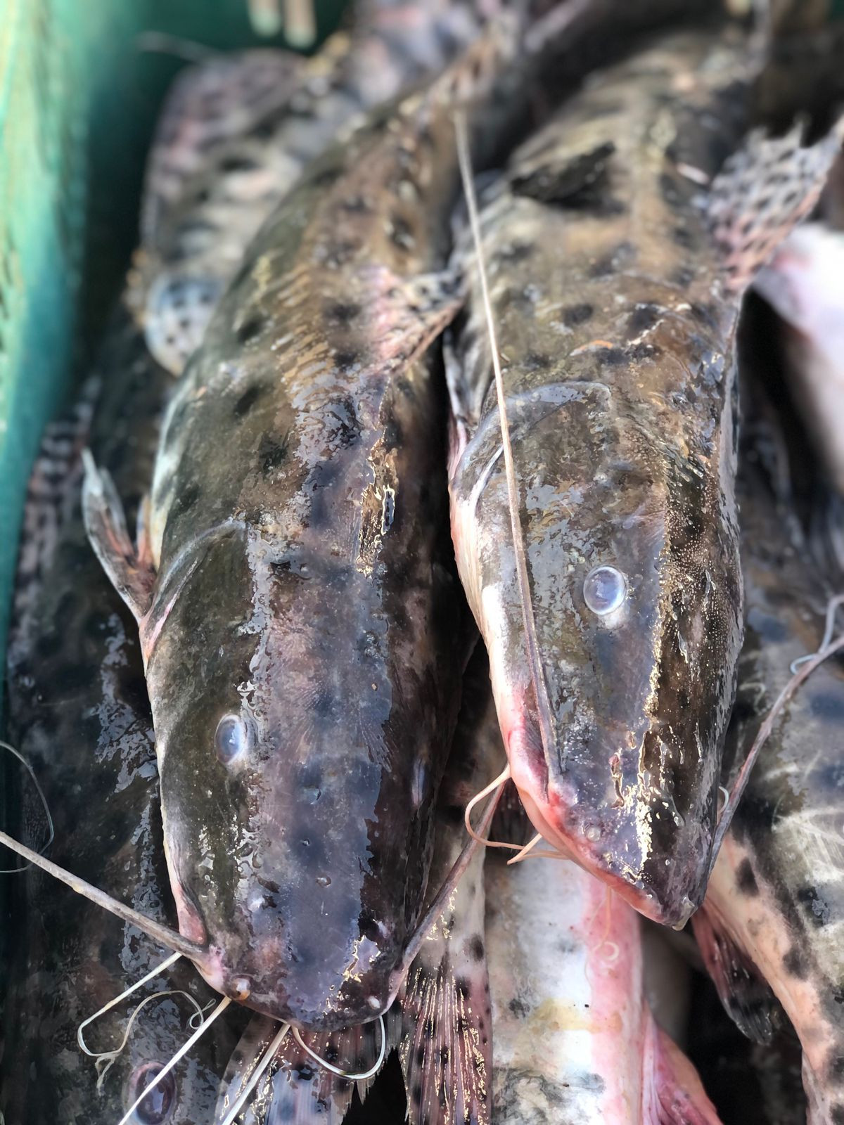  Surubim (1kg)