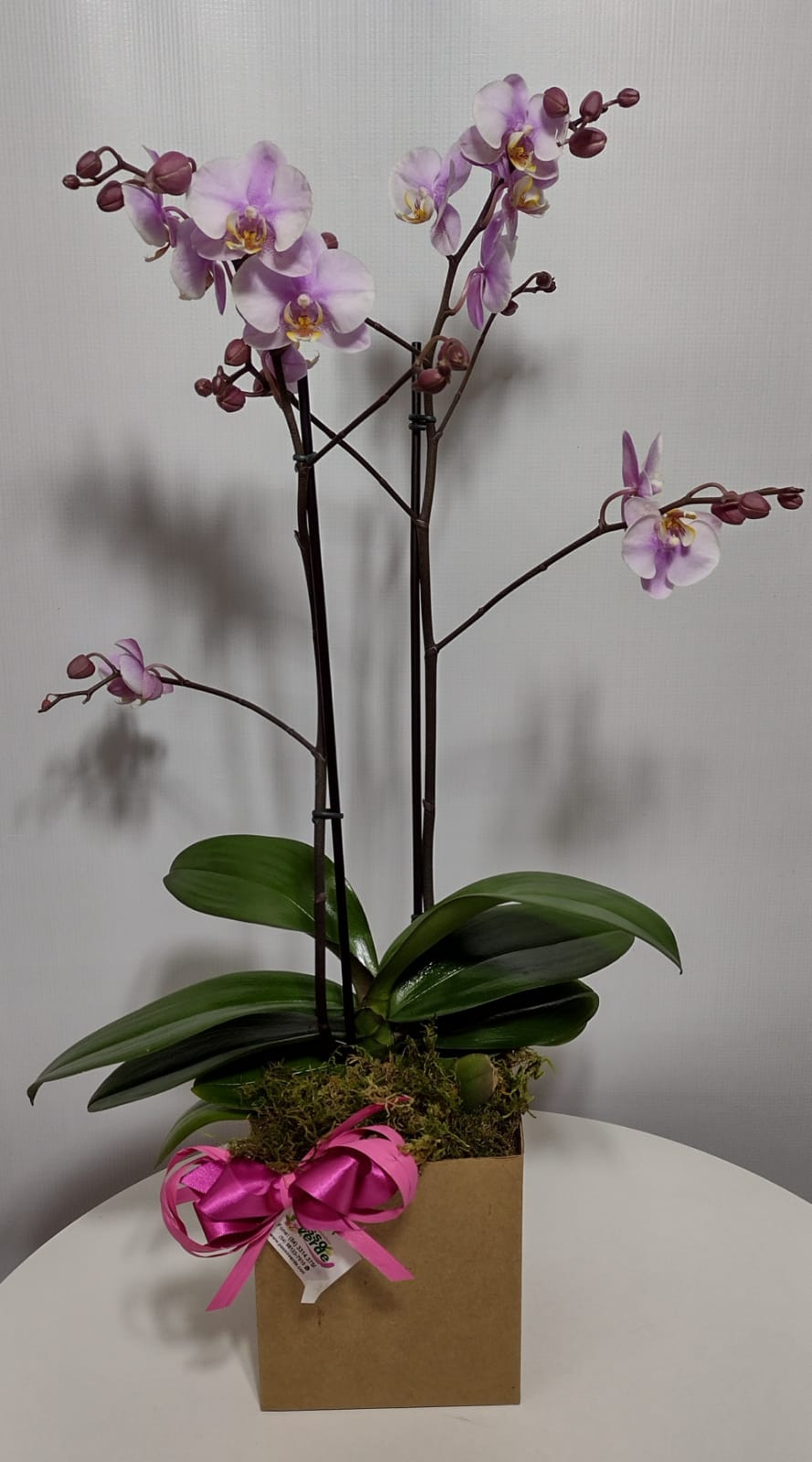 ORQUIDEA POTE 12 