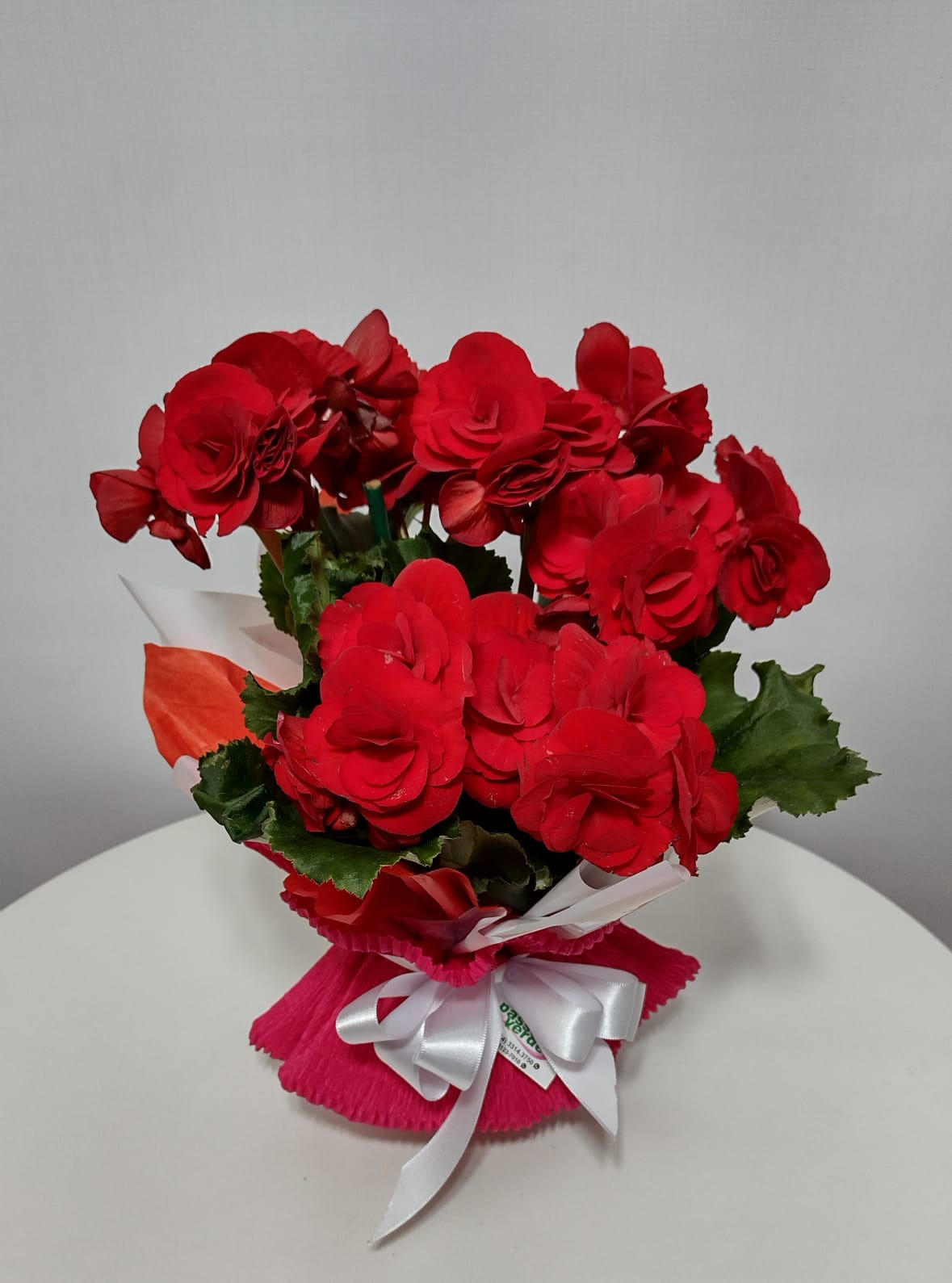 BEGONIA POTE 11