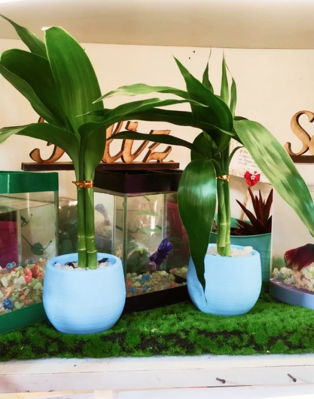 Bambu da sorte pequeno (Consultar disponibilidade)