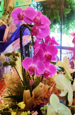  Orquídea Cascata em vaso (consultar se disponível)