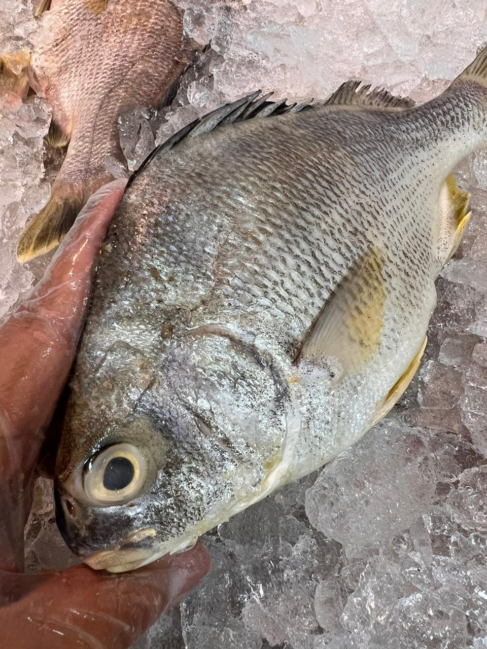 Peixe pedra (1kg)