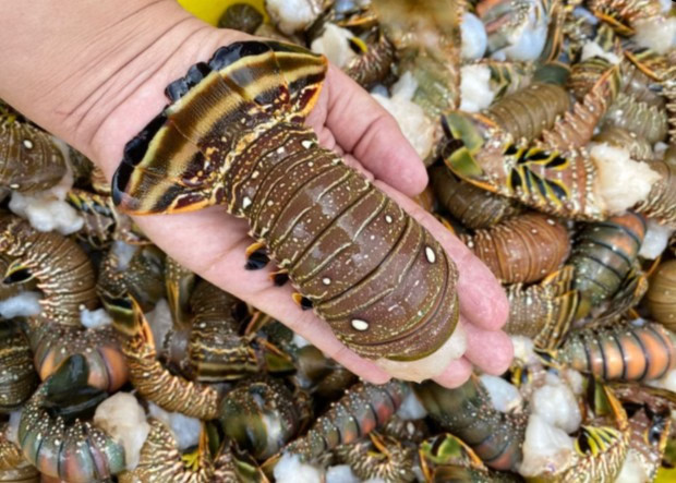 Cauda de lagosta média (500g)