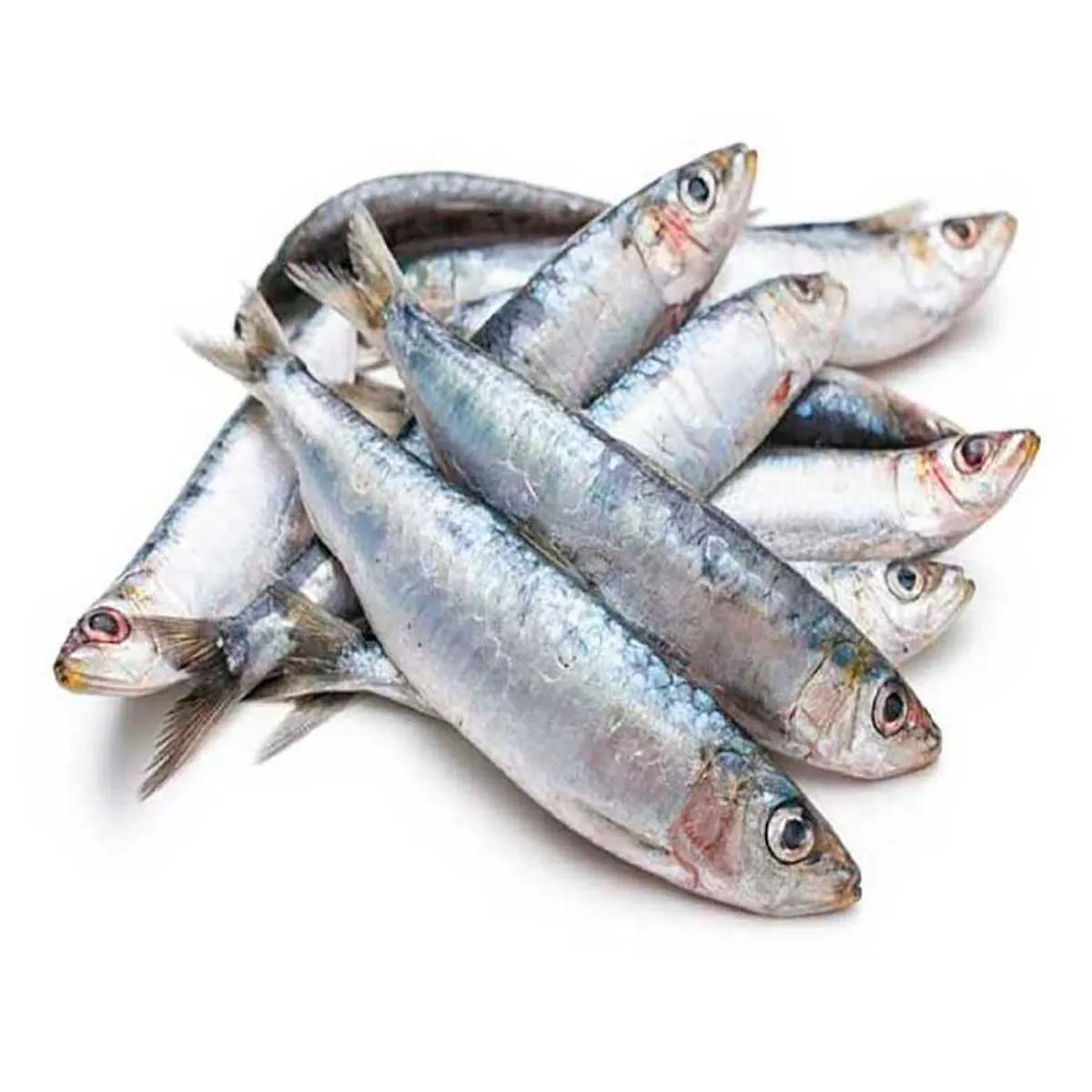 SARDINHA INTEIRA