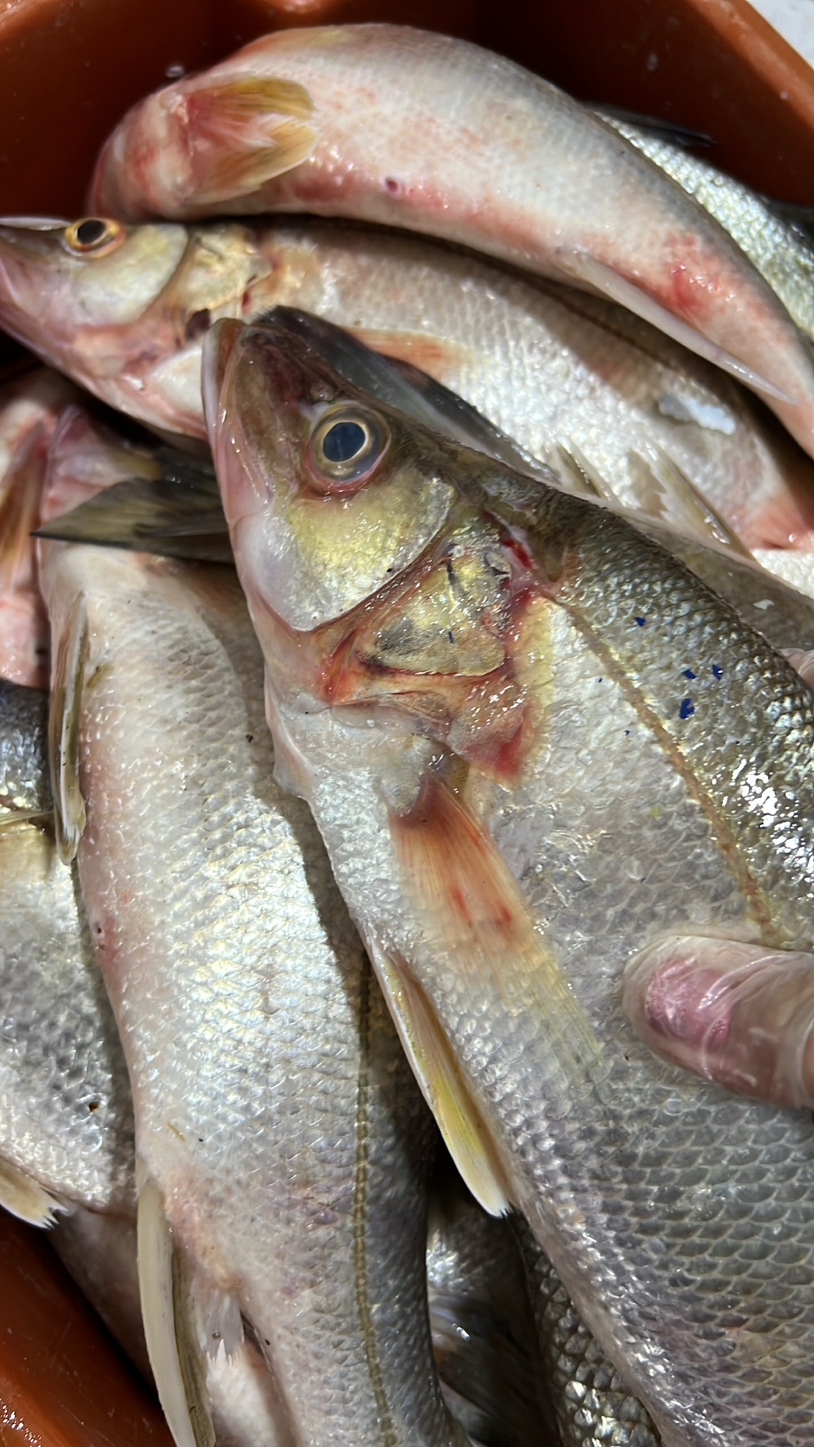Robalo M