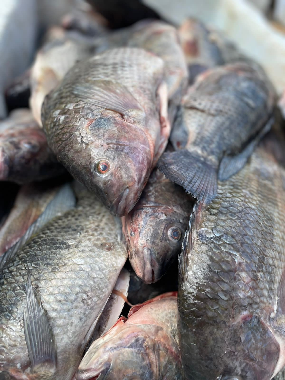 Tilápia (1kg)