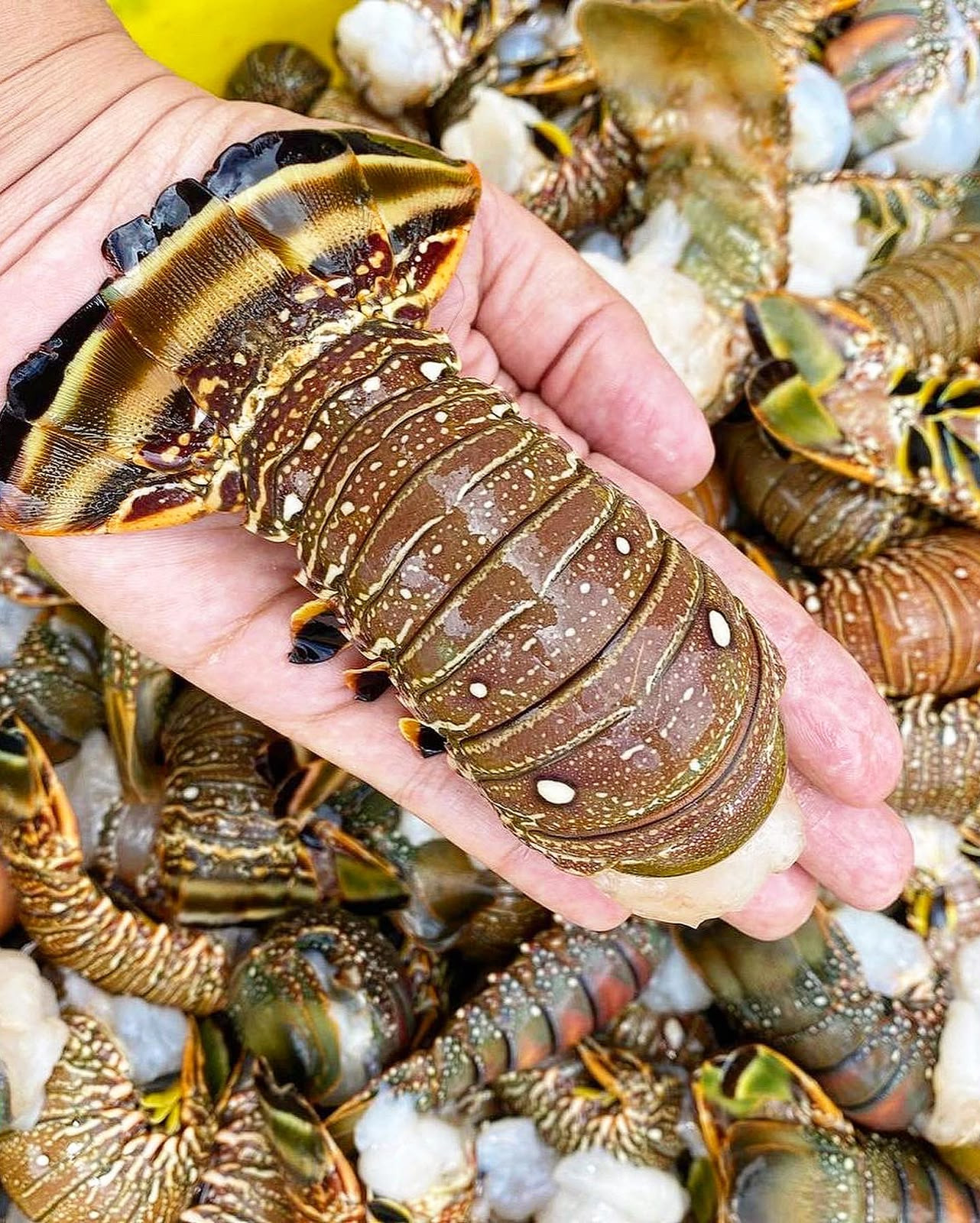  Cauda de lagosta (500g)