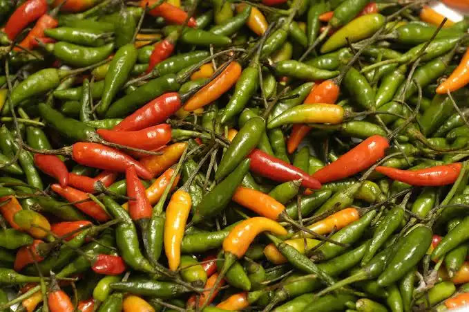 PIMENTA MALAGUETA 
